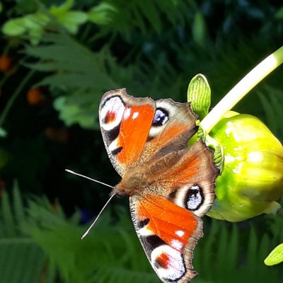 motyl - rusałka pawik